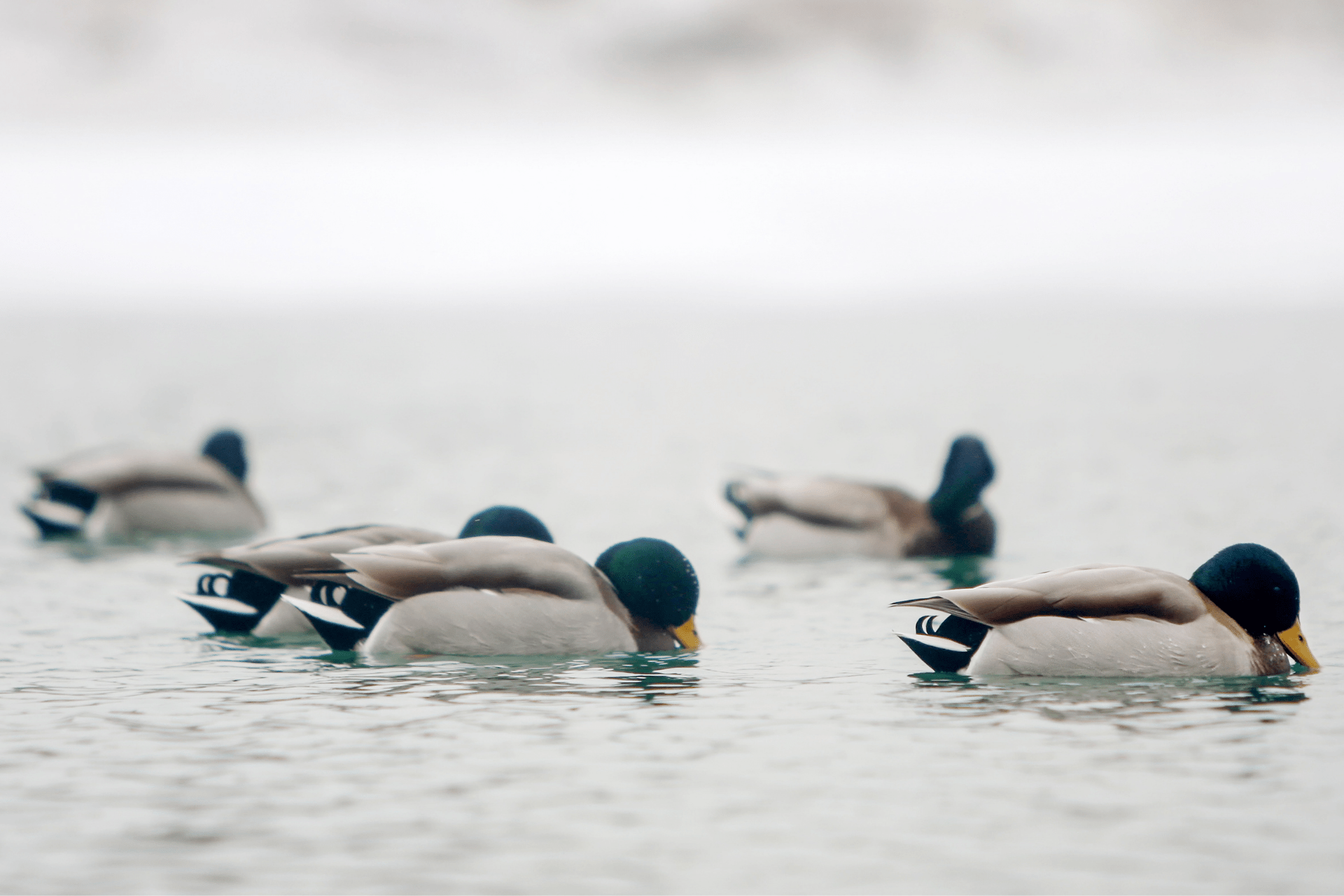 Duck hunting in freezing, icy weather: Waterfowl hunting in all weather conditions, Part 3