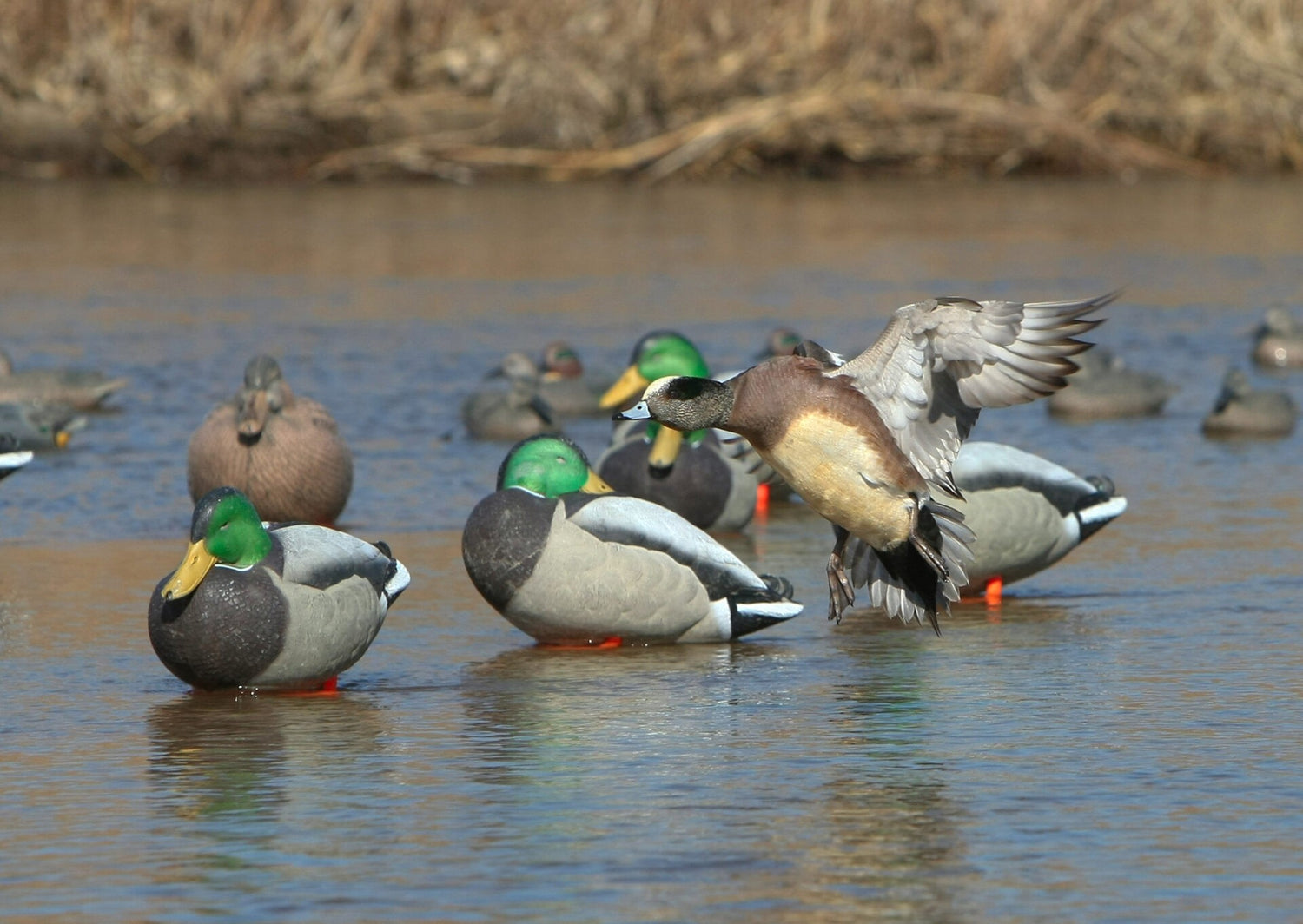 Target acquired: Everything you need to know to hunt widgeon