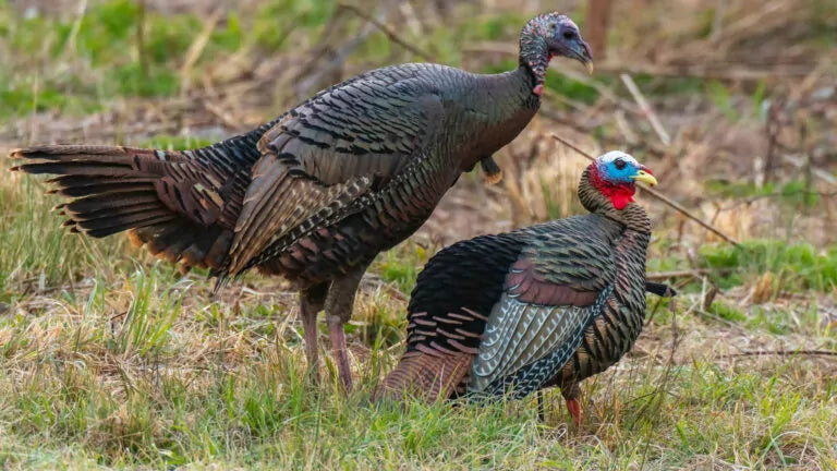 A pair of ocellated turkeys in a grassy field, featuring vibrant, iridescent plumage with blue heads and red wattles, captured in their natural habitat.