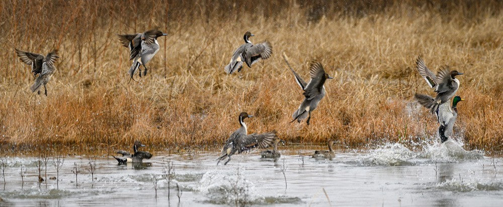 Duck hunting on public land: 5 tips for success