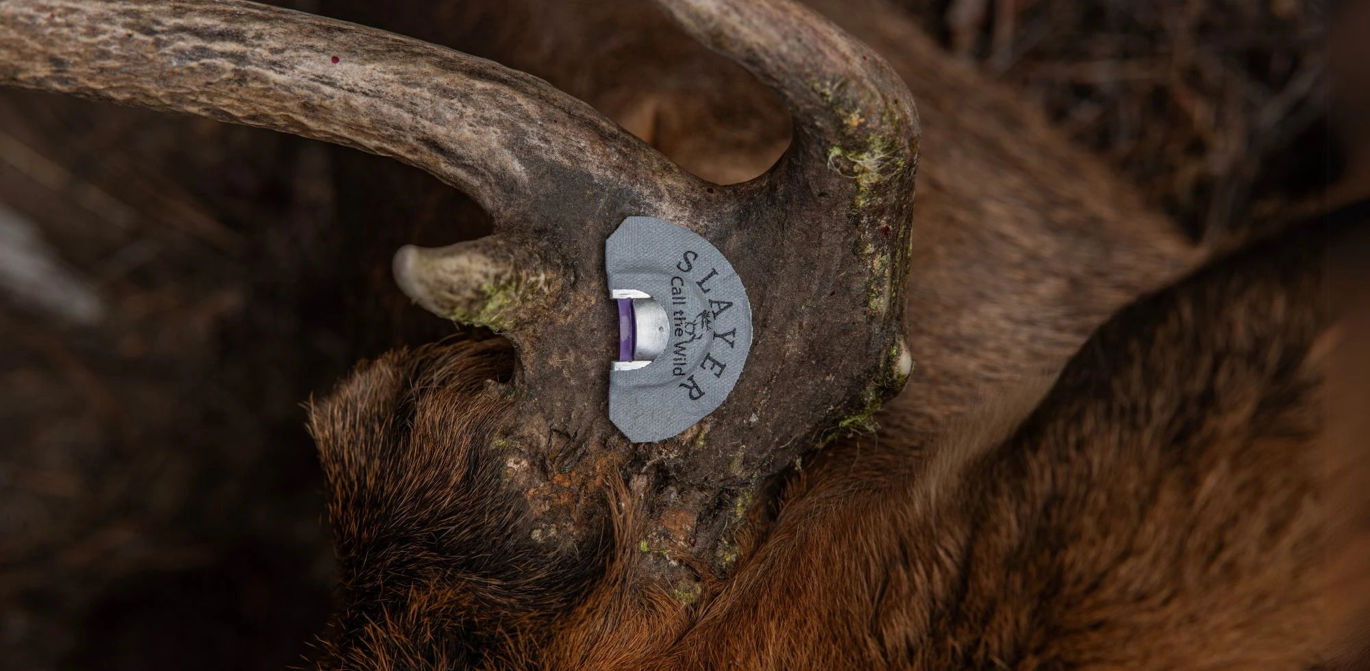 Elk Reeds
