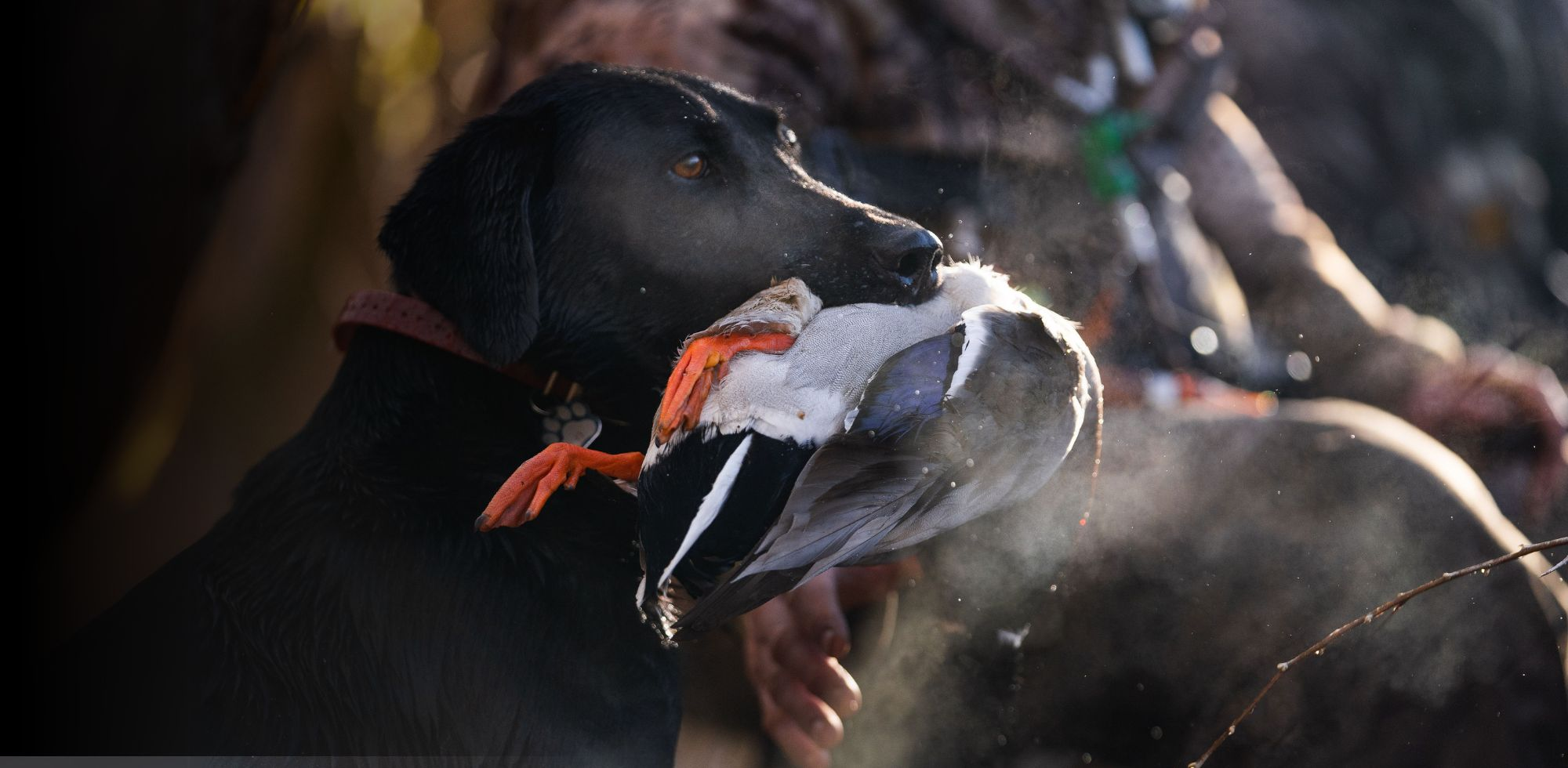 Waterfowl Gift Bundles