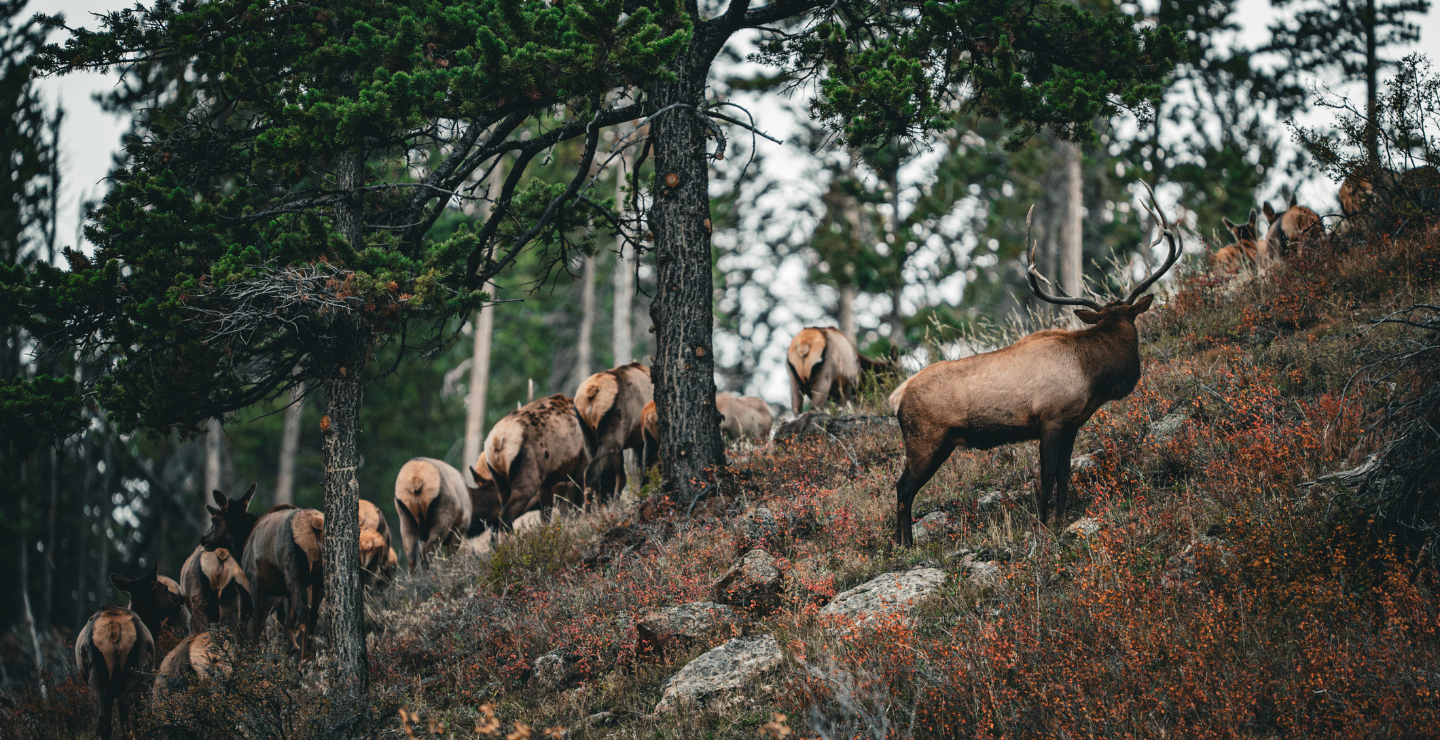 External Elk Calls. Push. Bite. Pure Elk Sound.