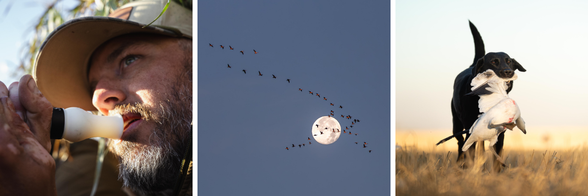 Three-image collage of goose hunting: a hunter blowing a Slayer goose call in the blind, a flock of geese flying across a full moon sky, and a retriever carrying a harvested snow goose in a field — showcasing premium goose calls.