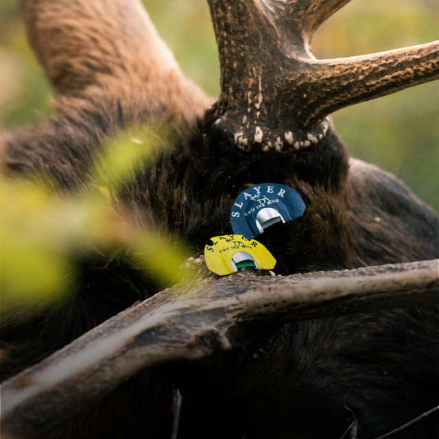 Two Slayer Calls elk diaphragms positioned on a downed bull elk in the field.
