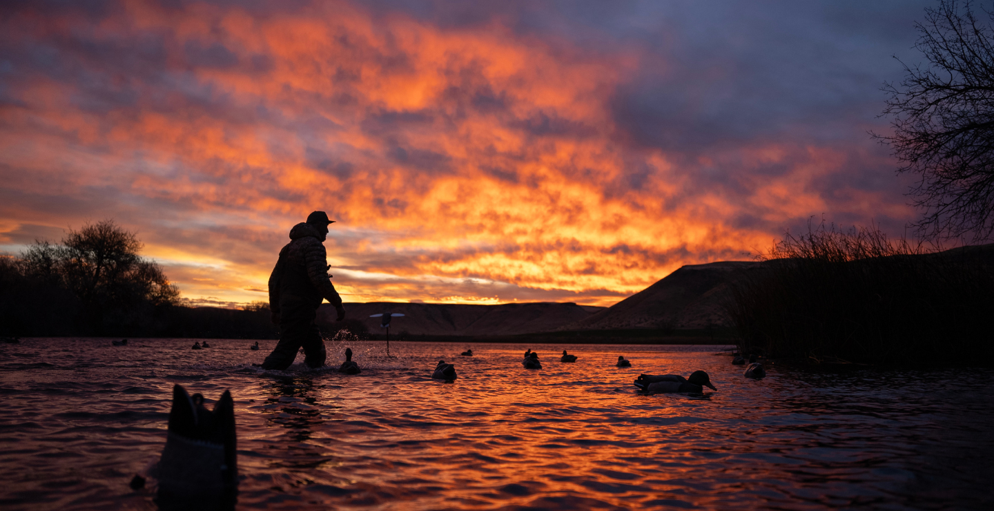 Waterfowler Bill Ayer wading through the water at sunrise setting out duck decoys. 
