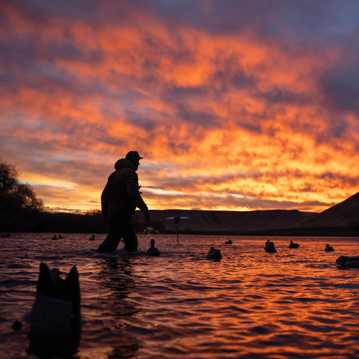 Waterfowler Bill Ayer wading through the water at sunrise setting out duck decoys. 