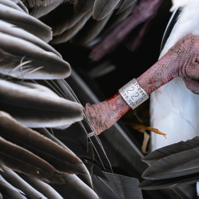 Close-up of a snow goose foot with a band, surrounded by feathers