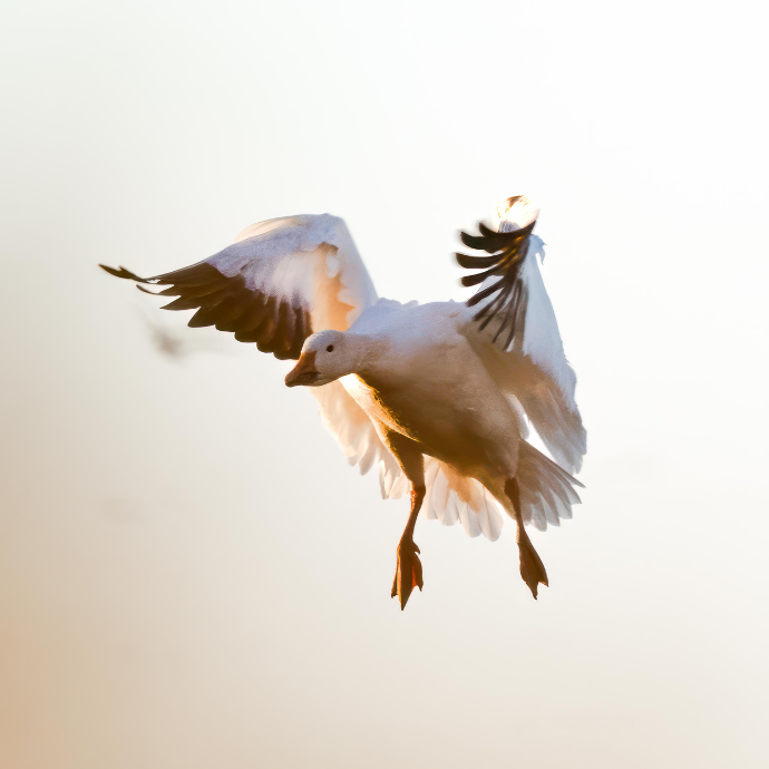 White snow goose flying against a light background