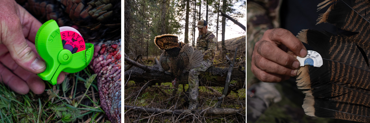 Turkey mouth calls from Slayer Calls shown with harvested turkeys in the field. Also featured, the turkey reed holder named the Reed PAC'r.