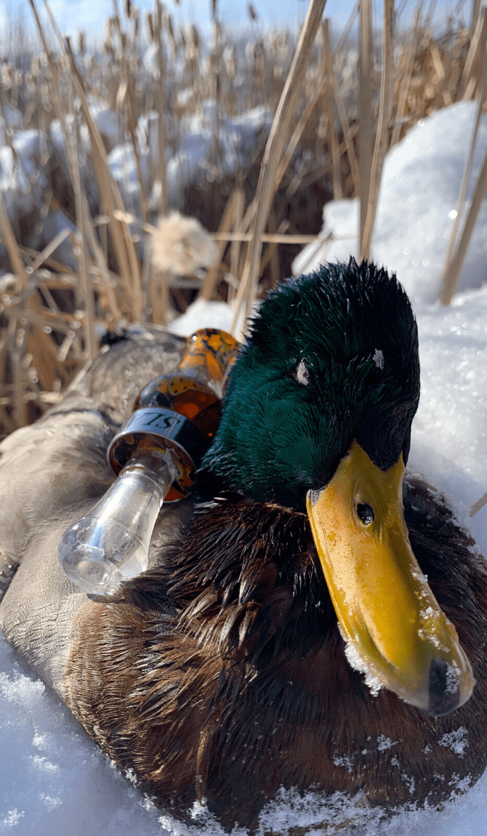 drake slayer single reed duck call in citrine water mesh