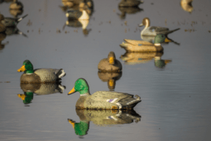 Duck decoys on bluebird days