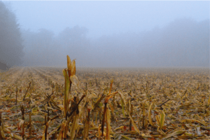Fog over Cornfields