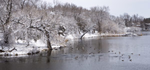 Ducks on the lake after a Spring snow