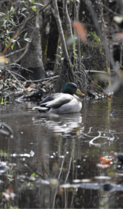 Mallard duck in water in a wooded area