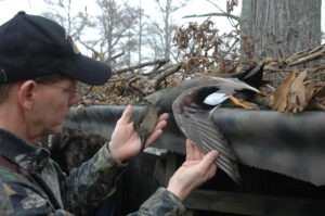 Hunting gadwall ducks