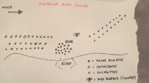 The Shoreline Diver duck decoy spread layout - hand-drawn