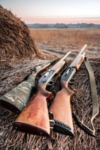 Waterfowl guns and ammo on haystack, soft focus on shutgun butt