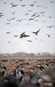 Geese flying above a field of silhouette decoys