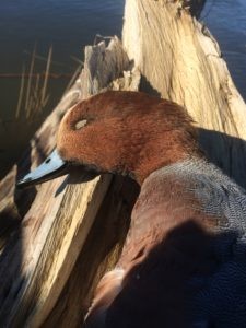 Hunting widgeon: hunter displays widgeon on log