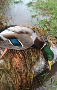 Greenhead duck on hunter's boat