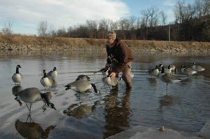 hunting Canada geese with decoys