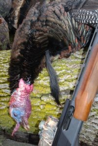Hunter lures big gobblers with turkey locator calls