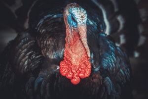 closeup photo of a turkey