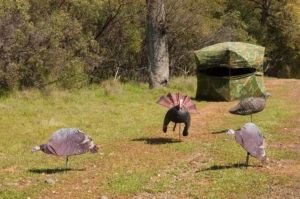 turkey hunting blind with setup for turkeys using printed and 3D decoys