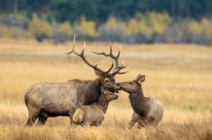Mama elk with two calves