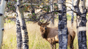 Elk in the trees, Troubleshooting your elk hunt