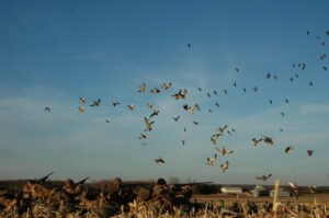 pre-season waterfowl checklist, sky full of ducks