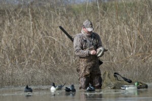 Duck hunter sets out duck decoys in water