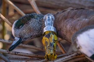 Slayer Drake Double Reed duck call with shot down mallard duck