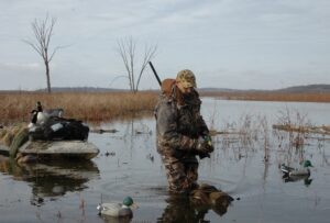 Duck hunter using setting out duck decoys in water