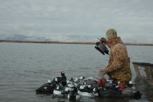 Hunter with mix of duck decoys, standing in water with waders on