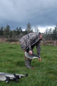 Goose hunter setting out decoy — Geese hunting strategies
