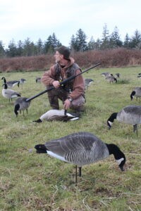 Hunter squating in goose decoy spread hunting late-season Canadas