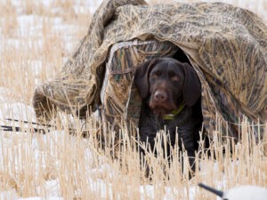 Duck Hunting Dog in a Blind, post-season maintenance of hunting blinds