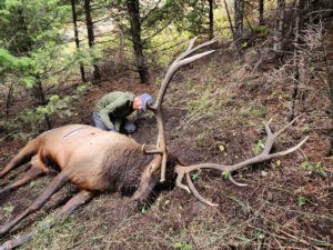 Robert Albers with downed elk in woods