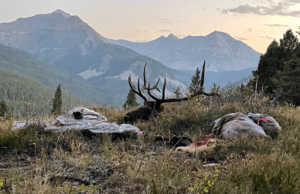 Elk down with view of mountains in the background