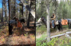 Horses act as pack animals for elk hunt
