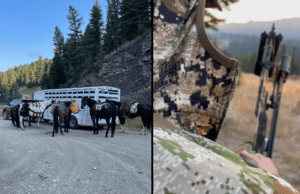 Using Pack Animals with Elk Hunting, Part Two - hunters with horse trailer prepping for elk hunt