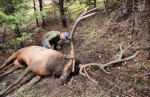 Elk down photographed with hunter - Using Pack Animals with Elk Hunting
