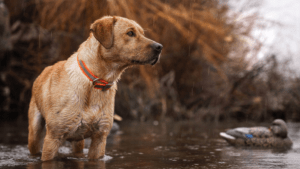 yellow lab in the water next to duck decoys, duck dog