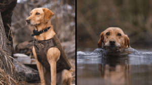Golden lab duck dog wearing camo vest and swimming in the water